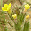 Arnebia decumbens