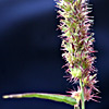 Cenchrus echinatus