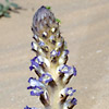 Orobanche cernua