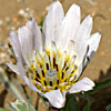 Tragopogon collinus