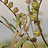 Helianthemum sessiliflorum