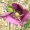 Papaver somniferum