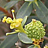 Euphorbia ramonensis