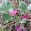 Alcea acaulis