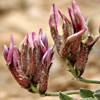 Astragalus amalecitanus