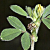 Medicago minima