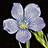 Linum bienne