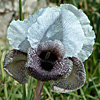 Mt. Hermon Iris 