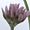 Trifolium clusii