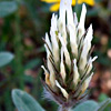 Trifolium palaestinum