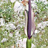 Arum elongatum