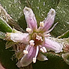 Galenia pubescens