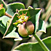 Euphorbia terracina