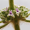 Marrubium alyssum