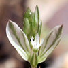 Polygala monspeliaca