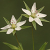 Minuartia hybrida