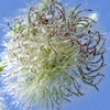 Trifolium pilulare