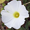 Ipomoea stolonifera