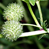 Medicago ciliaris