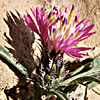 Centaurea ammocyanus