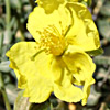 Helianthemum ventosum