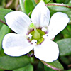 Bacopa monnieri