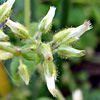 Cerastium glomeratum