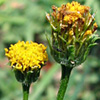 Bidens pilosa