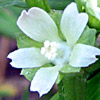 Malva parviflora