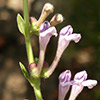 Scutellaria subvelutina