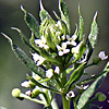 Galium tricornutum