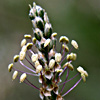 Plantago lanceolata