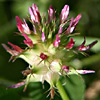 Trifolium spumosum