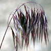 Bromus tectorum