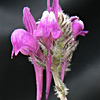 Linaria joppensis