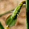 Carrichtera annua