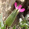 Silene coniflora