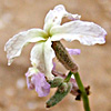 Matthiola aspera