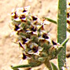 Plantago phaeostoma