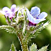 Asperugo procumbens