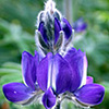 Blue Lupine 