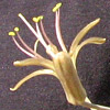 Urginea undulata