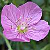 Oenothera rosea