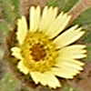 Asteriscus hierochunticus