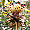 Centaurea aegyptiaca