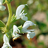 Salvia syriaca