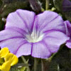 Convolvulus coelesyriacus