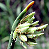 Cyperus laevigatus