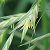 Bromus catharticus