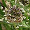 Plantago ovata